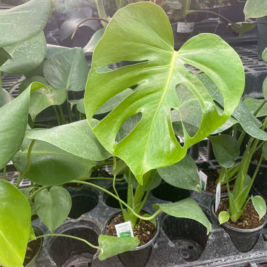 Monstera deliciosa - Swiss Cheese Plant – Southern Idaho Landscape