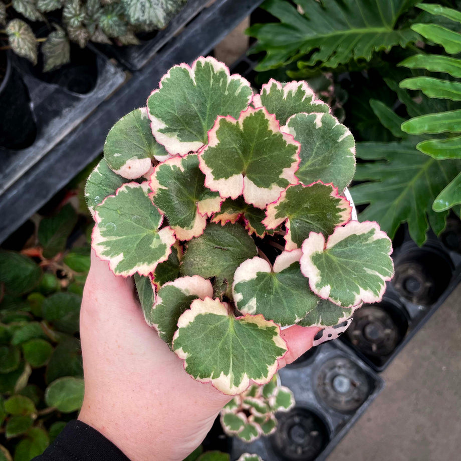 Saxifraga stolonifera variegata - Variegated Strawberry Begonia