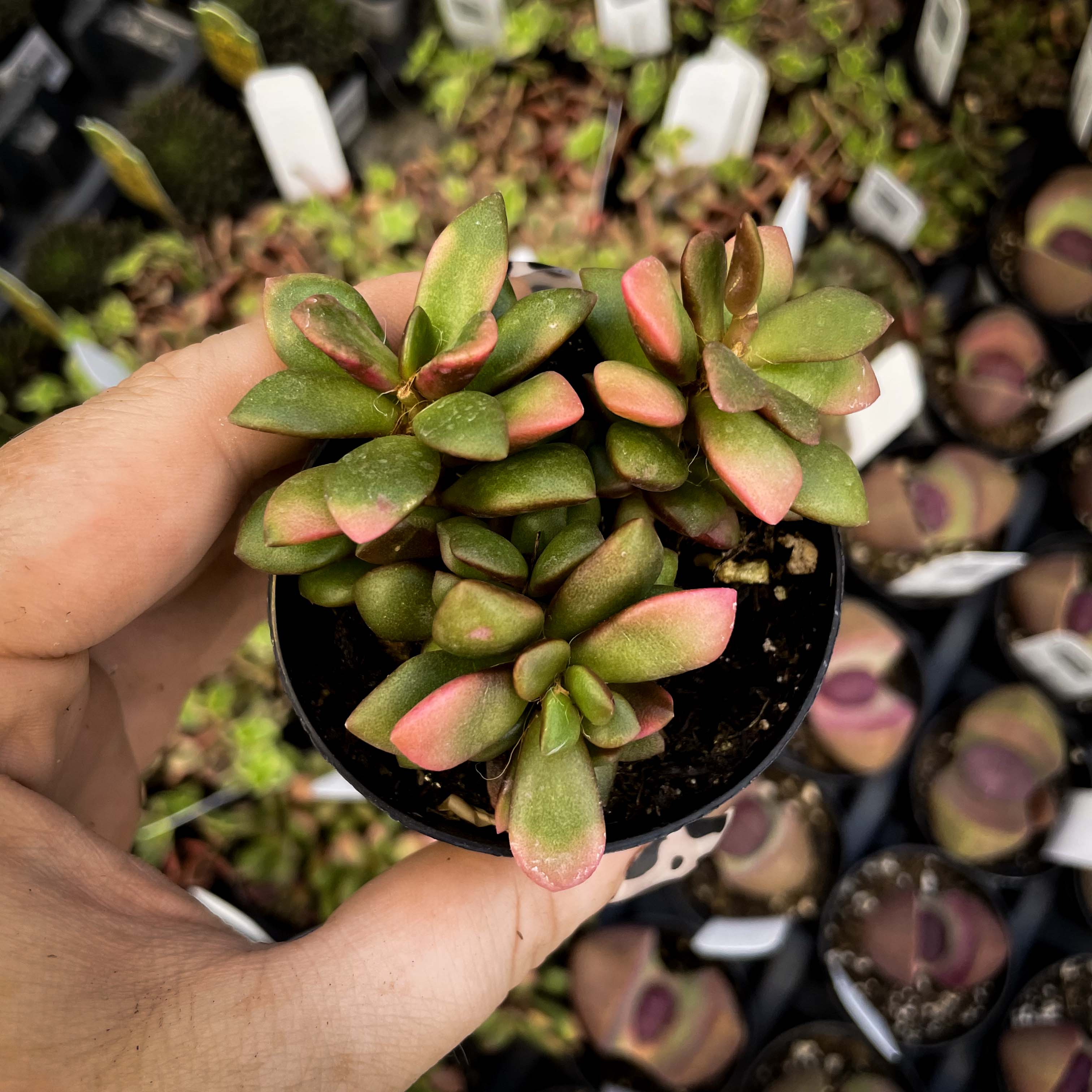 Anacampseros Telephiastrum 'Variegata' (4 inch) 1 Plant