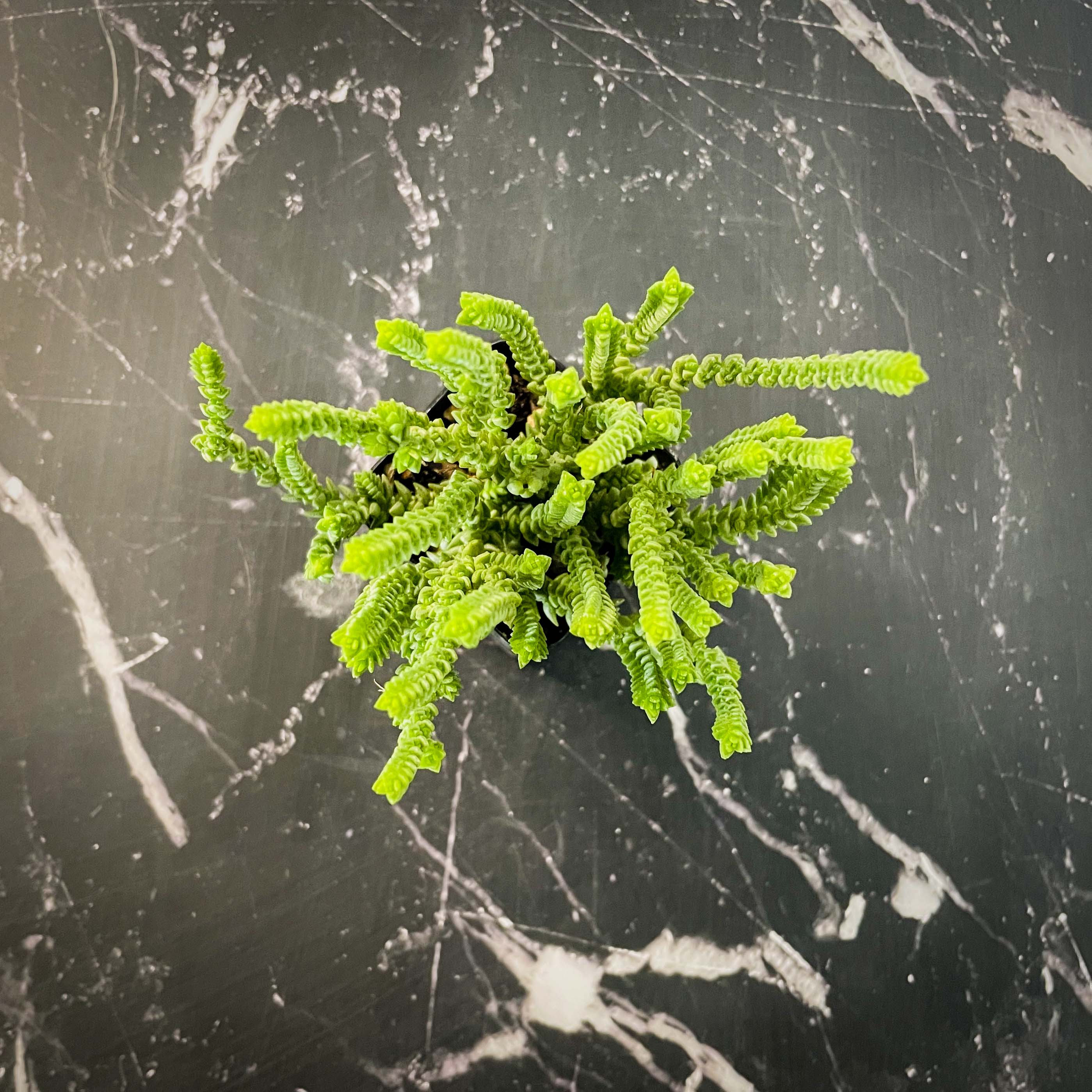 princess pine succulent care Crassula lycopodioides (Watch Chain / Princess Pine) – Southern Idaho  Landscape Center