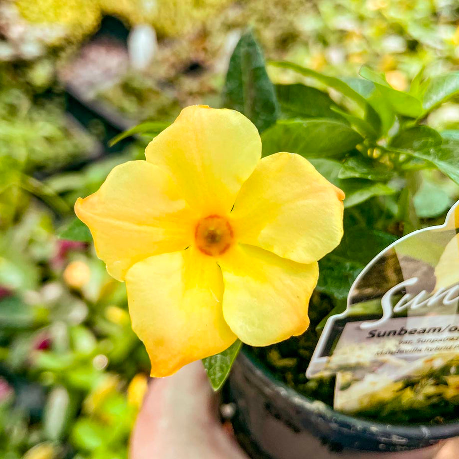 IMG_2285_9c8b456c-e3f8-4fe6-