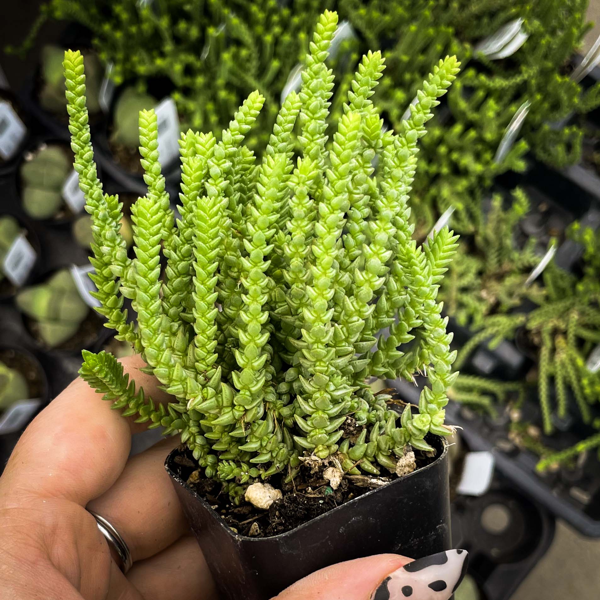 Crassula lycopodioides (Watch Chain / Princess Pine)