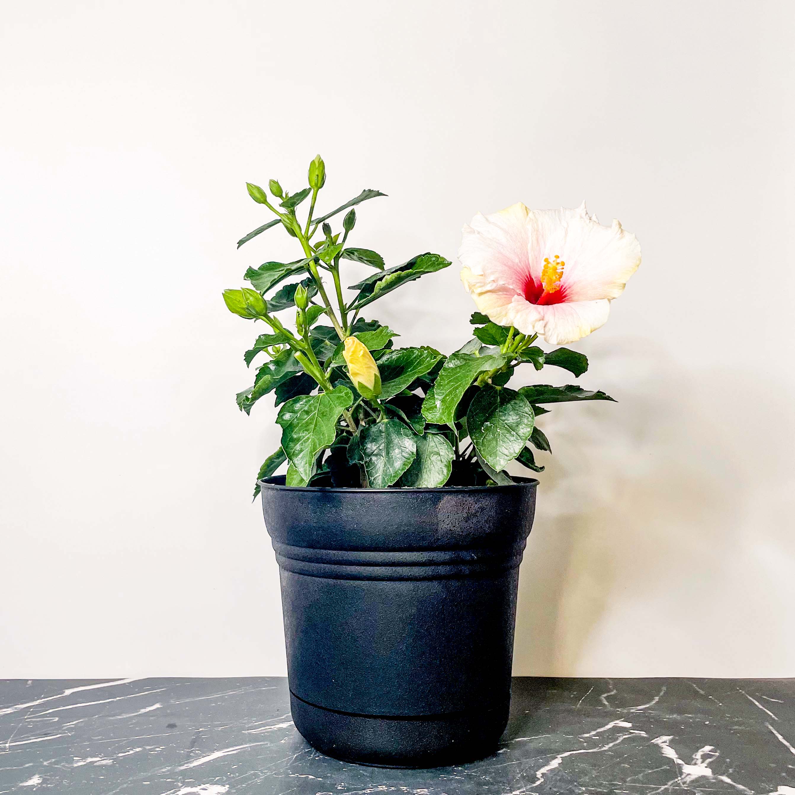 can you plant hibiscus in a pot Hollywood America's Sweetheart Tropical Hibiscus Plant – Southern Idaho Landscape Center