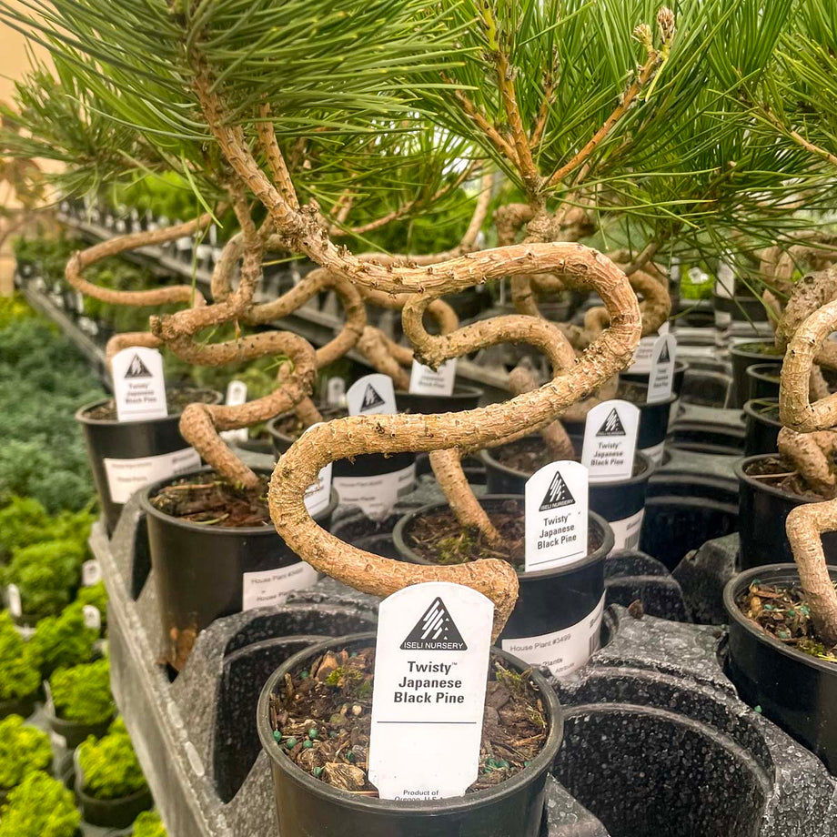 japanese black pine bonsai tree Twisty Japanese Black Pine