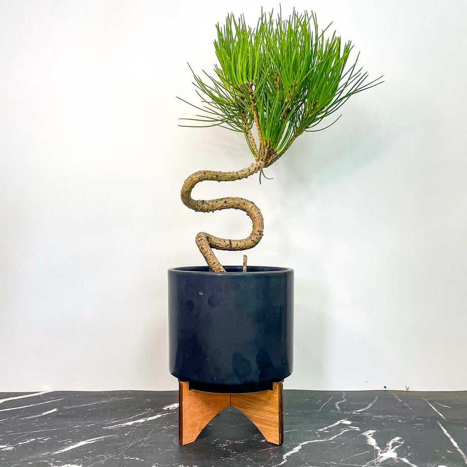 black pine bonsai indoor Twisty Japanese Black Pine