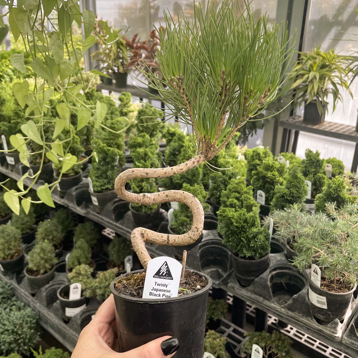 where to buy indoor bonsai tree Twisty Japanese Black Pine