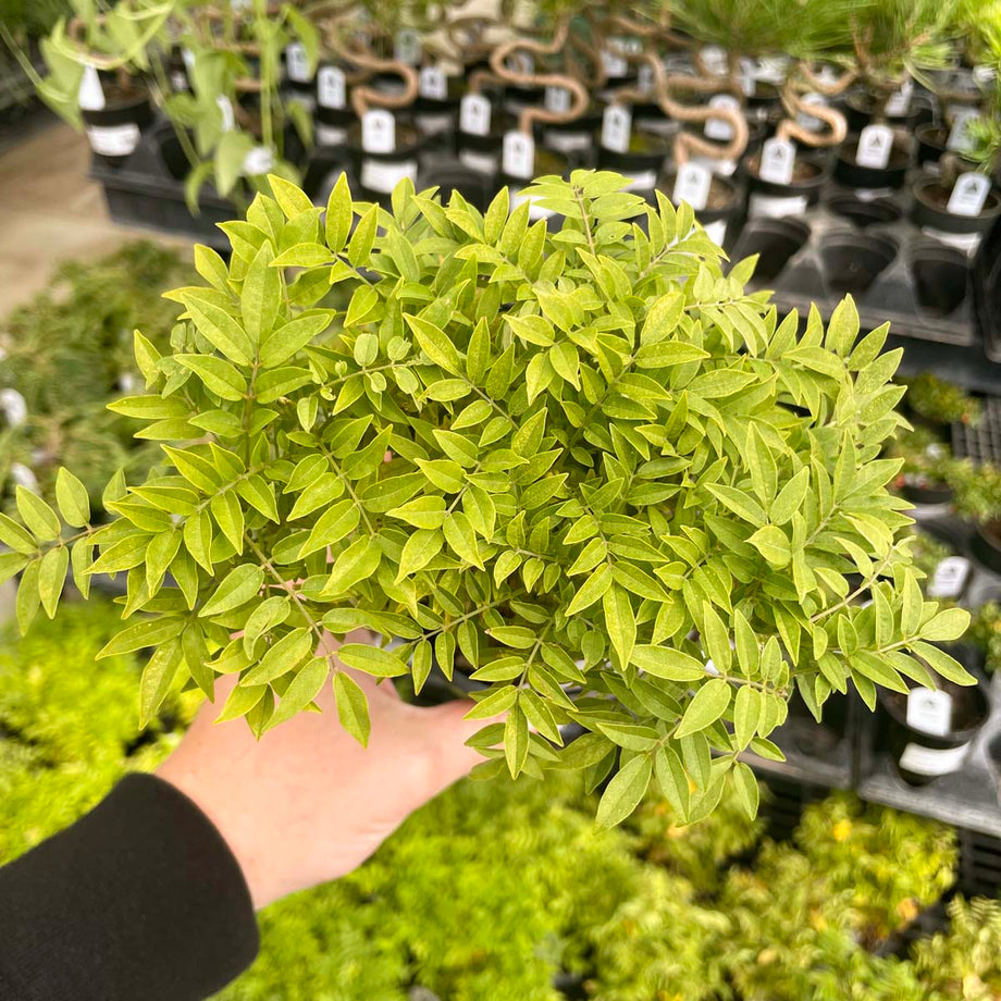 Hime Fuji Dwarf Wisteria Vine
