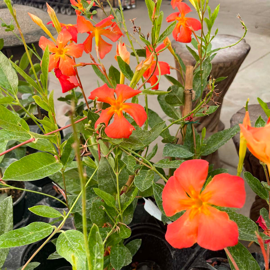 Opal Orange Sunrise Vining Mandevilla, Dipladenia, Plant