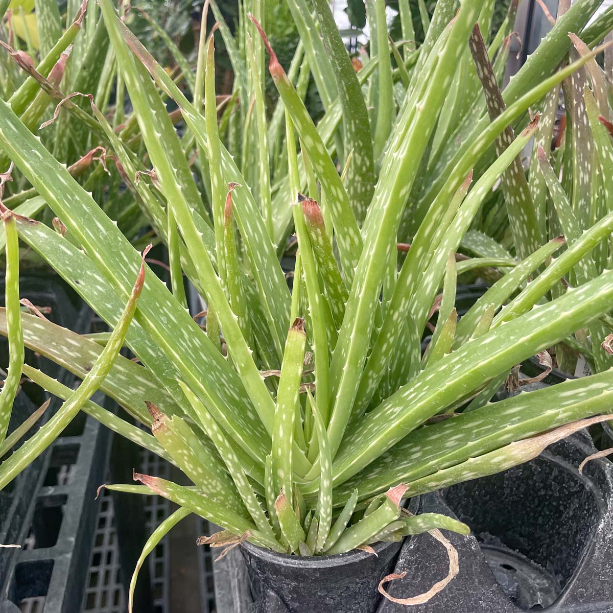 aloe vera plant portland oregon Aloe vera – Southern Idaho Landscape Center