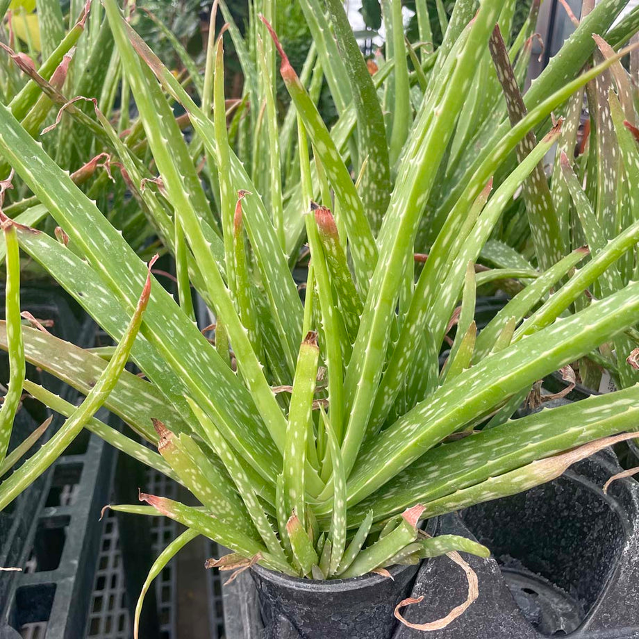 aloe vera gel plant near me Aloe vera – Southern Idaho Landscape Center