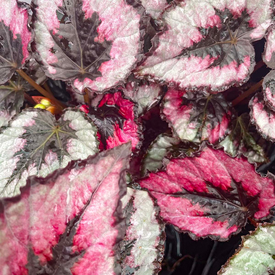 Begonia 'Jurassic Dino Black Tie' – Southern Idaho Landscape Center