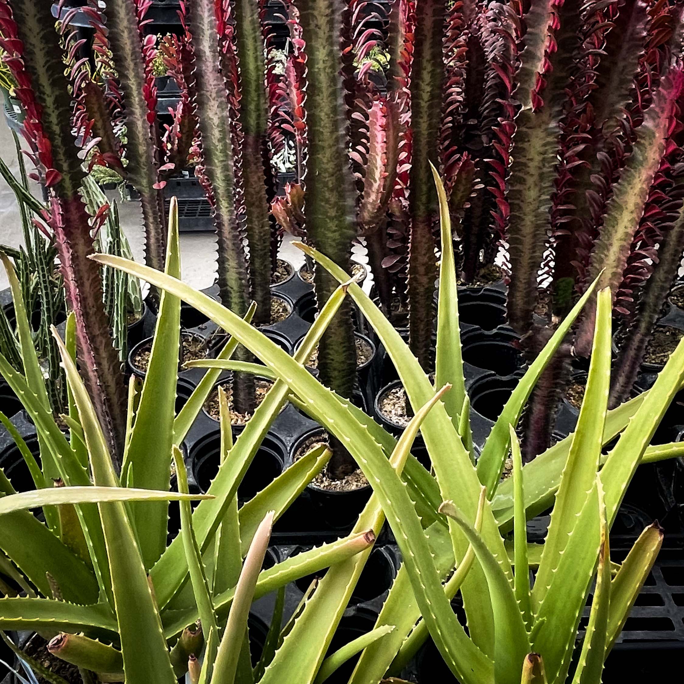 Aloe vera