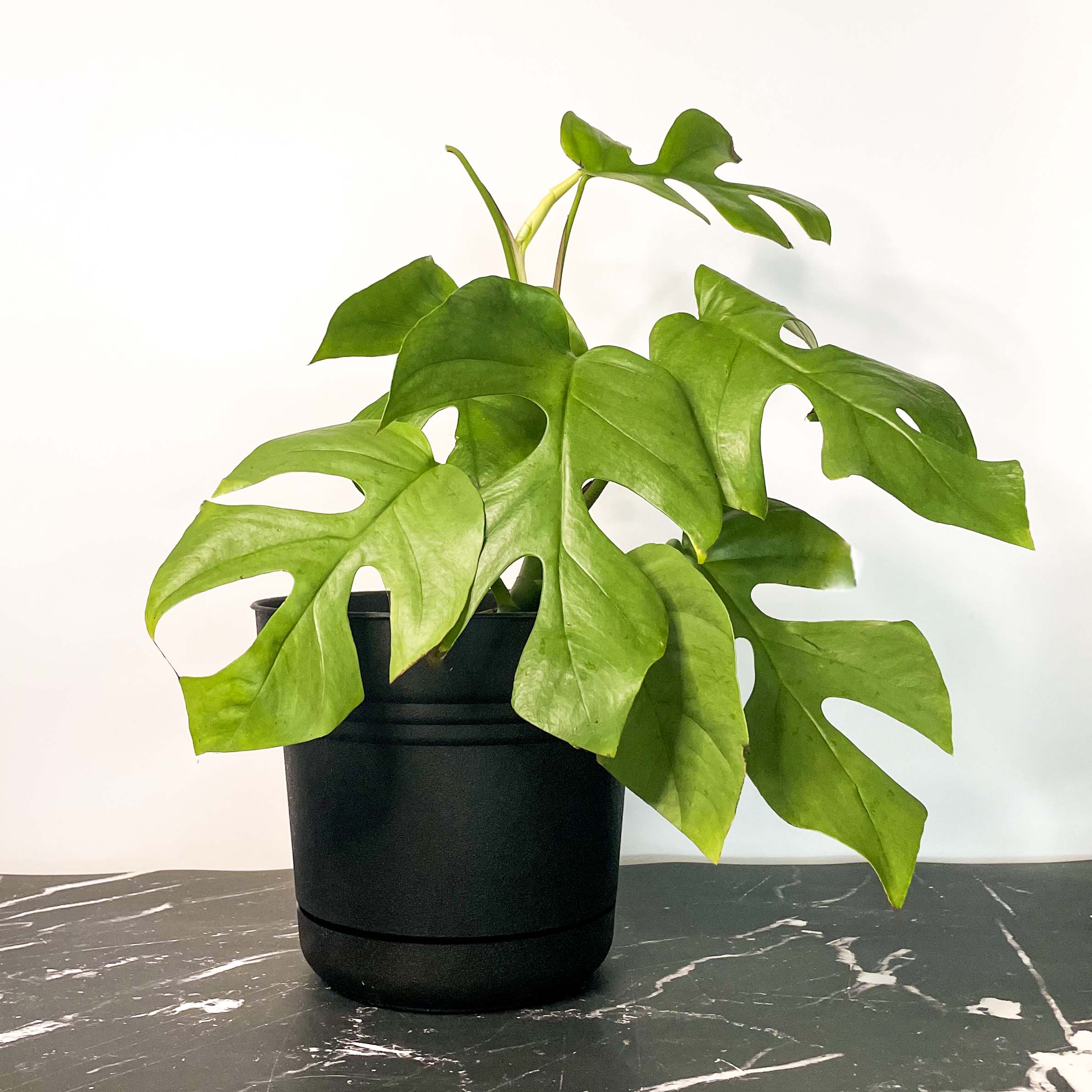 tetrasperma monstera Rhaphidophora tetrasperma
