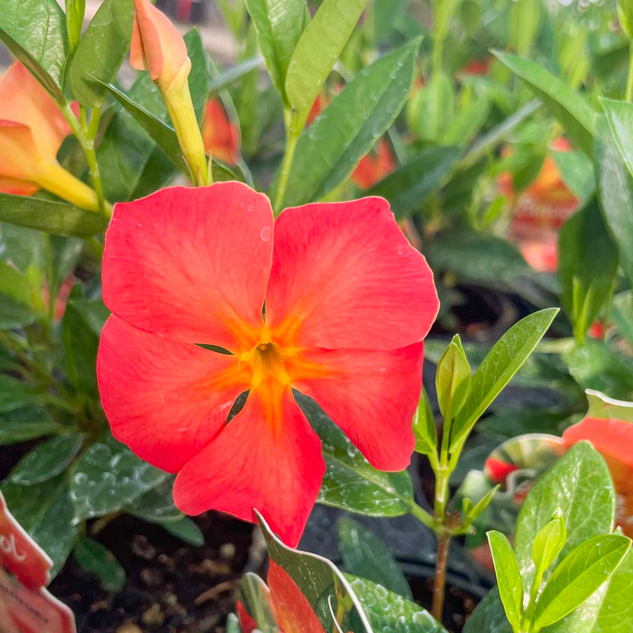 Opal Orange Sunrise Vining Mandevilla, Dipladenia, Plant