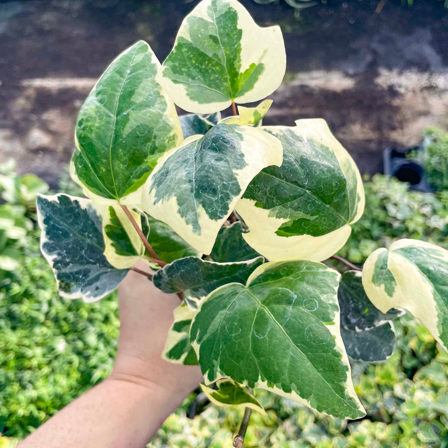 Hedera algeriensis 'Marble' (Algerian Ivy) – Southern Idaho Landscape Center