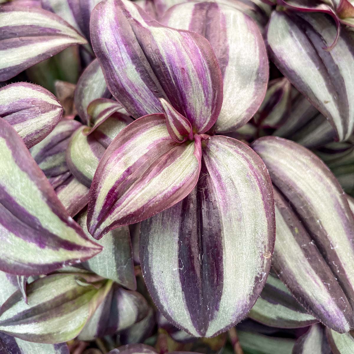 chlorophytum zebrina Tradescantia zebrina – Southern Idaho Landscape Center