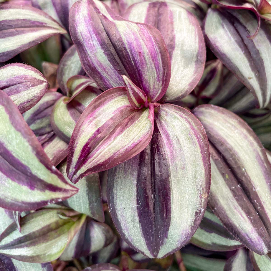 Tradescantia zebrina – Southern Idaho Landscape Center