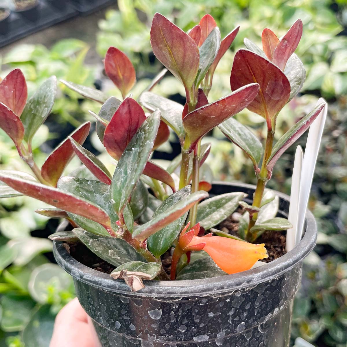 goldfish house plant Columnea gloriosa ‘Black Gold’ (Goldfish Plant)