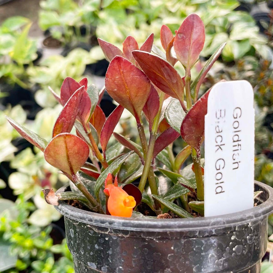 Columnea gloriosa 'Black Gold' (Goldfish Plant) – Southern Idaho