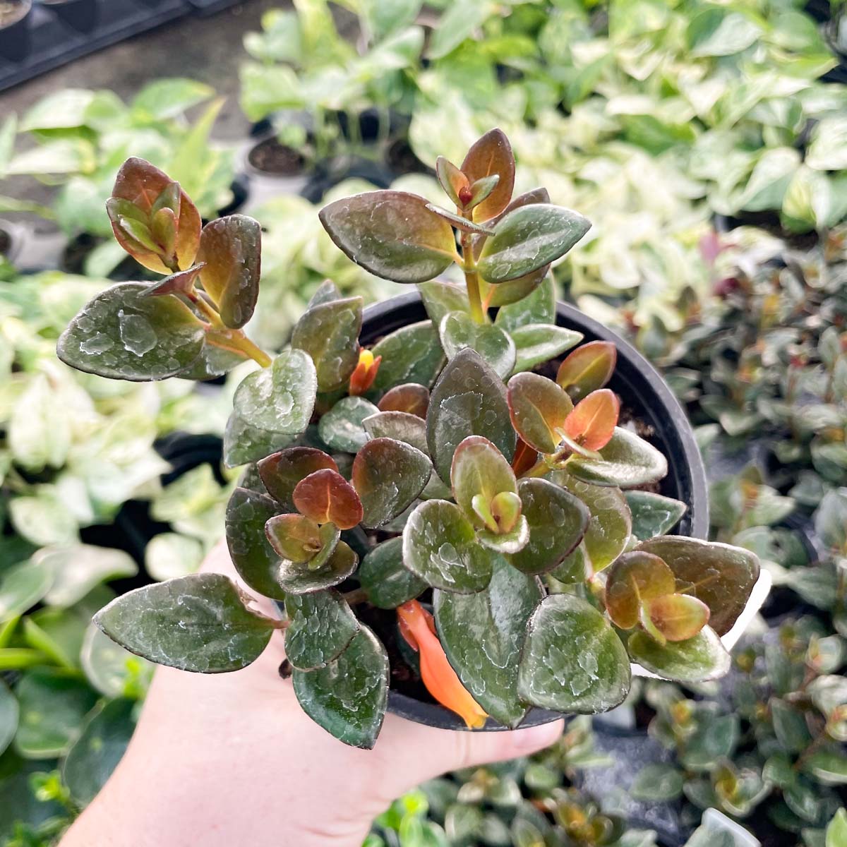 goldfish succulent plant Columnea gloriosa ‘Black Gold’ (Goldfish Plant)