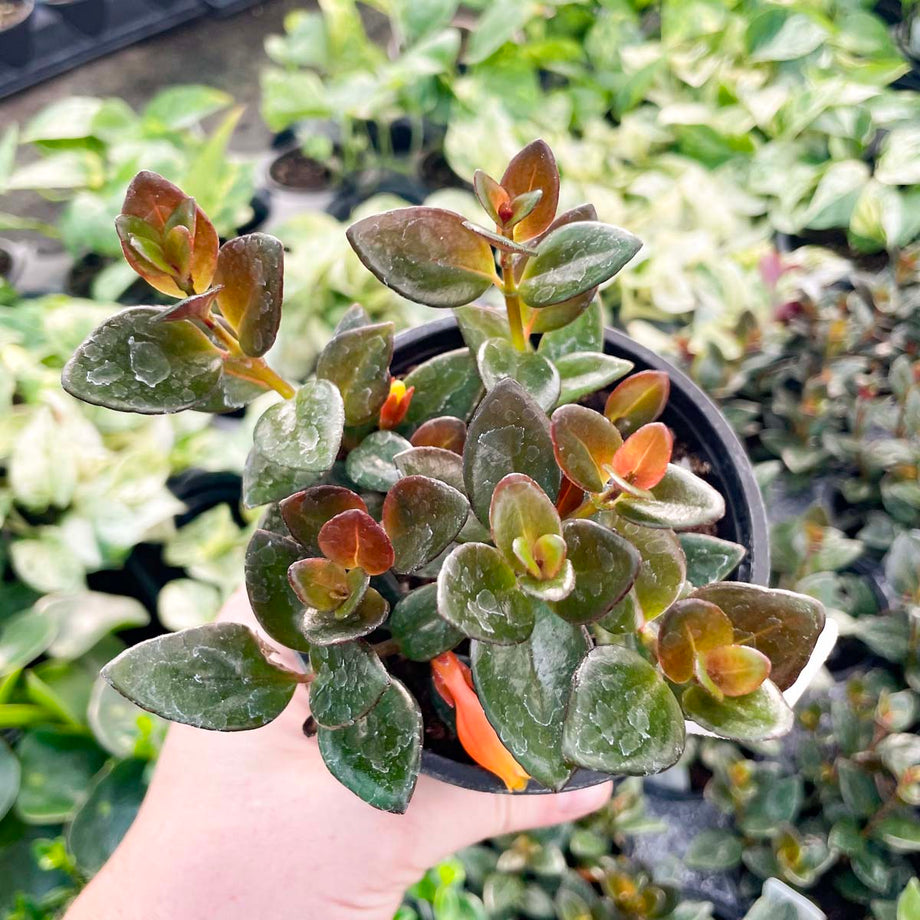 goldfish plant potting soil Columnea gloriosa ‘Black Gold’ (Goldfish Plant)