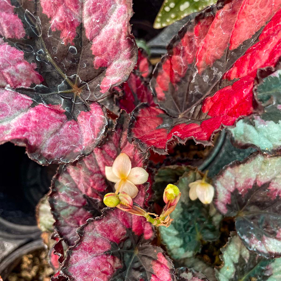 Begonia 'Jurassic Dino Black Tie' – Southern Idaho Landscape Center