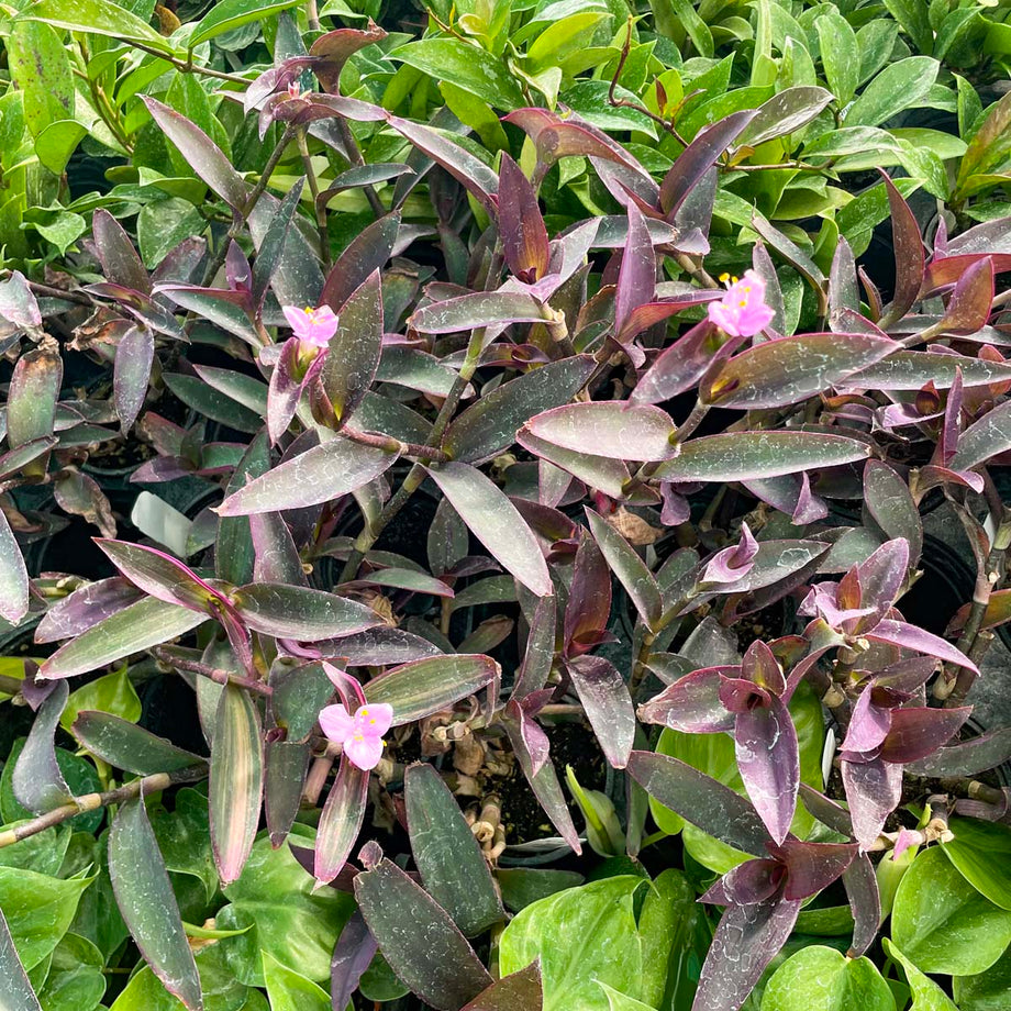 Setcreasea purpurea - Purple Heart – Southern Idaho Landscape Center