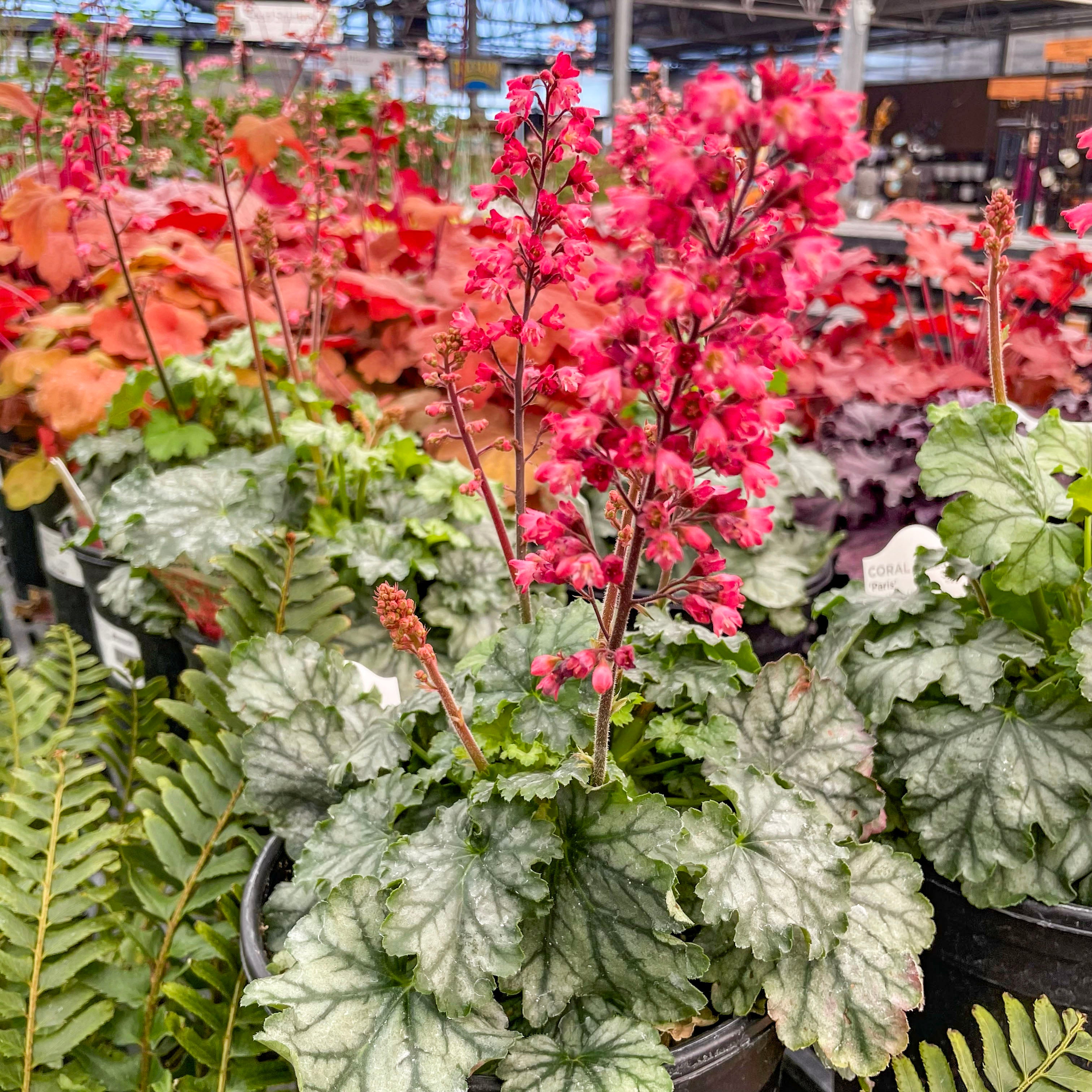 Paris Heuchera (Coral Bells) – Southern Idaho Landscape Center