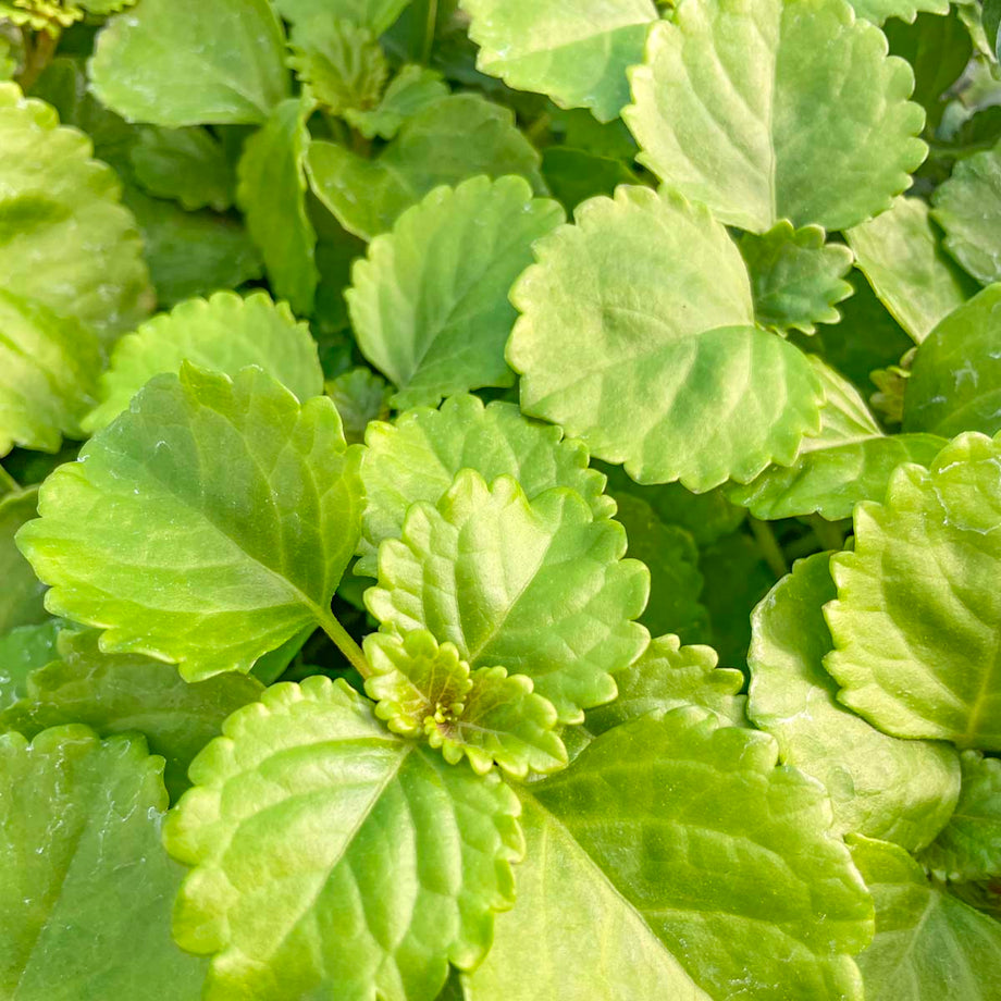 aquarium plants shop Rooted Live Aquarium Plant Bundle – 6 Easy Species main image 0
