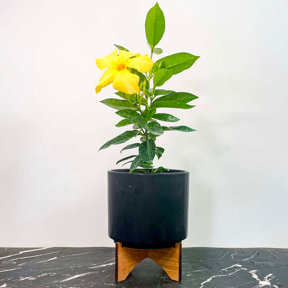 Opal Orange Sunrise Vining Mandevilla, Dipladenia, Plant