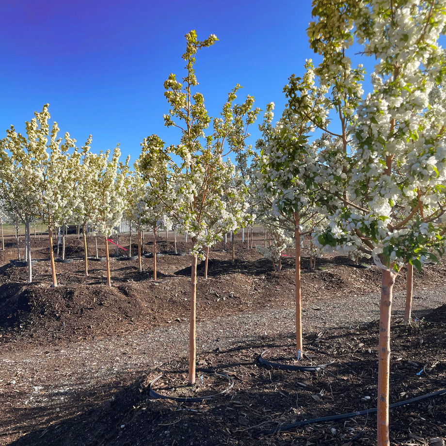 Spring Snow Crabapple Tree – Southern Idaho Landscape Center
