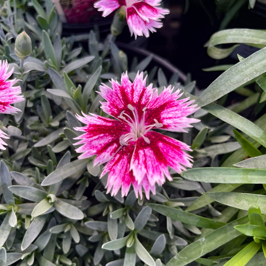 Everbloom Raspberry Jam Dianthus (Pinks / Carnations) – Southern