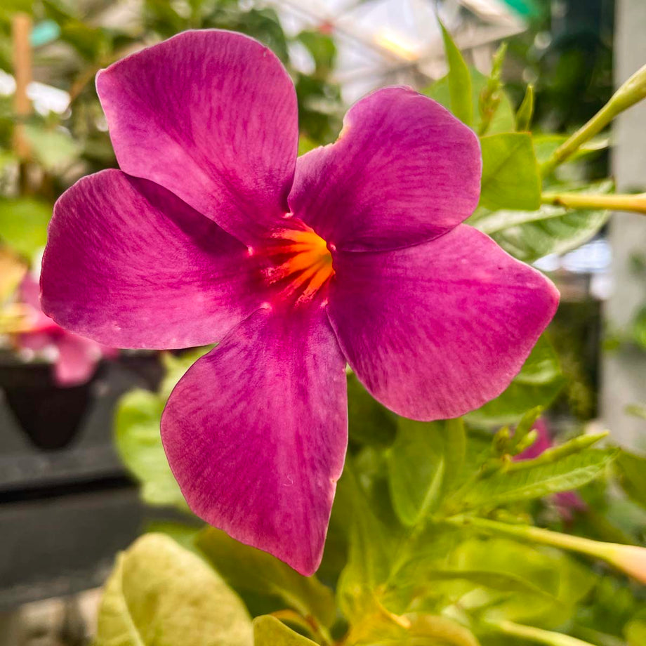 ハヤテ　ウィルヘルミナ　SP Opal Orange Sunrise Vining Mandevilla, Dipladenia, Plant