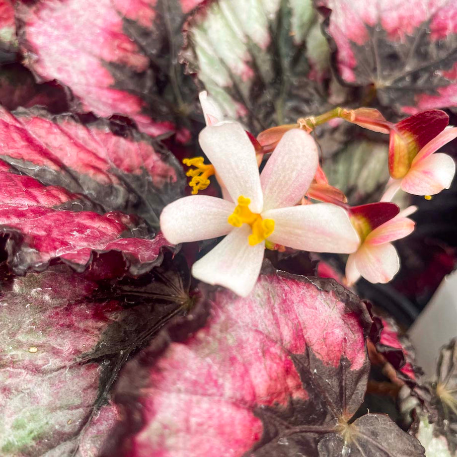 Begonia 'Jurassic Dino Black Tie' – Southern Idaho Landscape Center