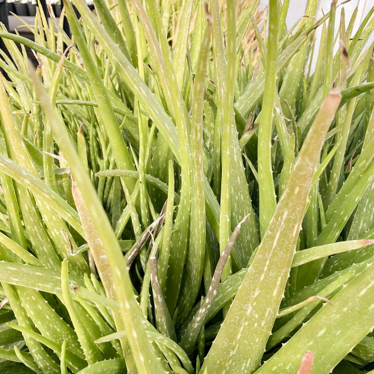 Aloe vera  Southern Idaho Landscape Center