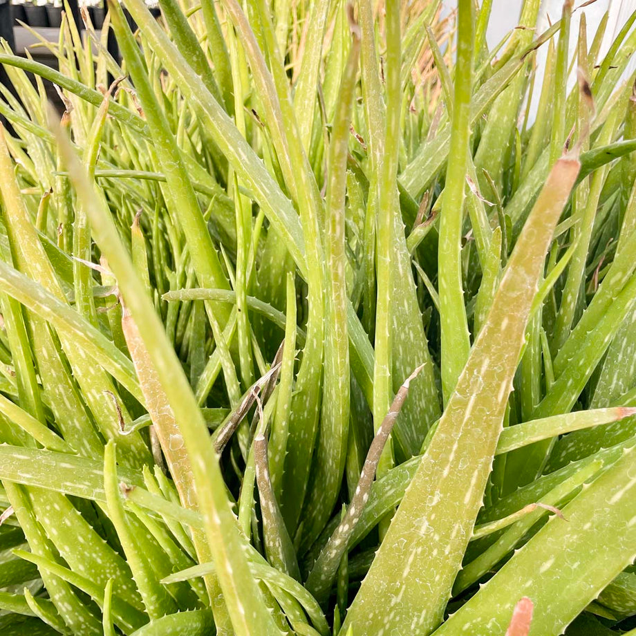 Aloe vera  Southern Idaho Landscape Center