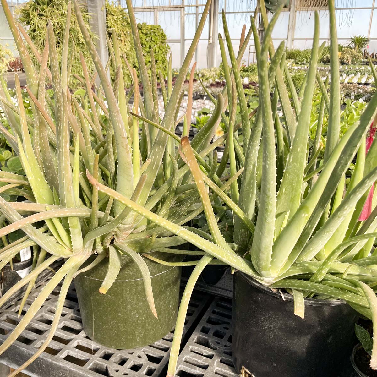 natural aloe vera plant near me Aloe vera