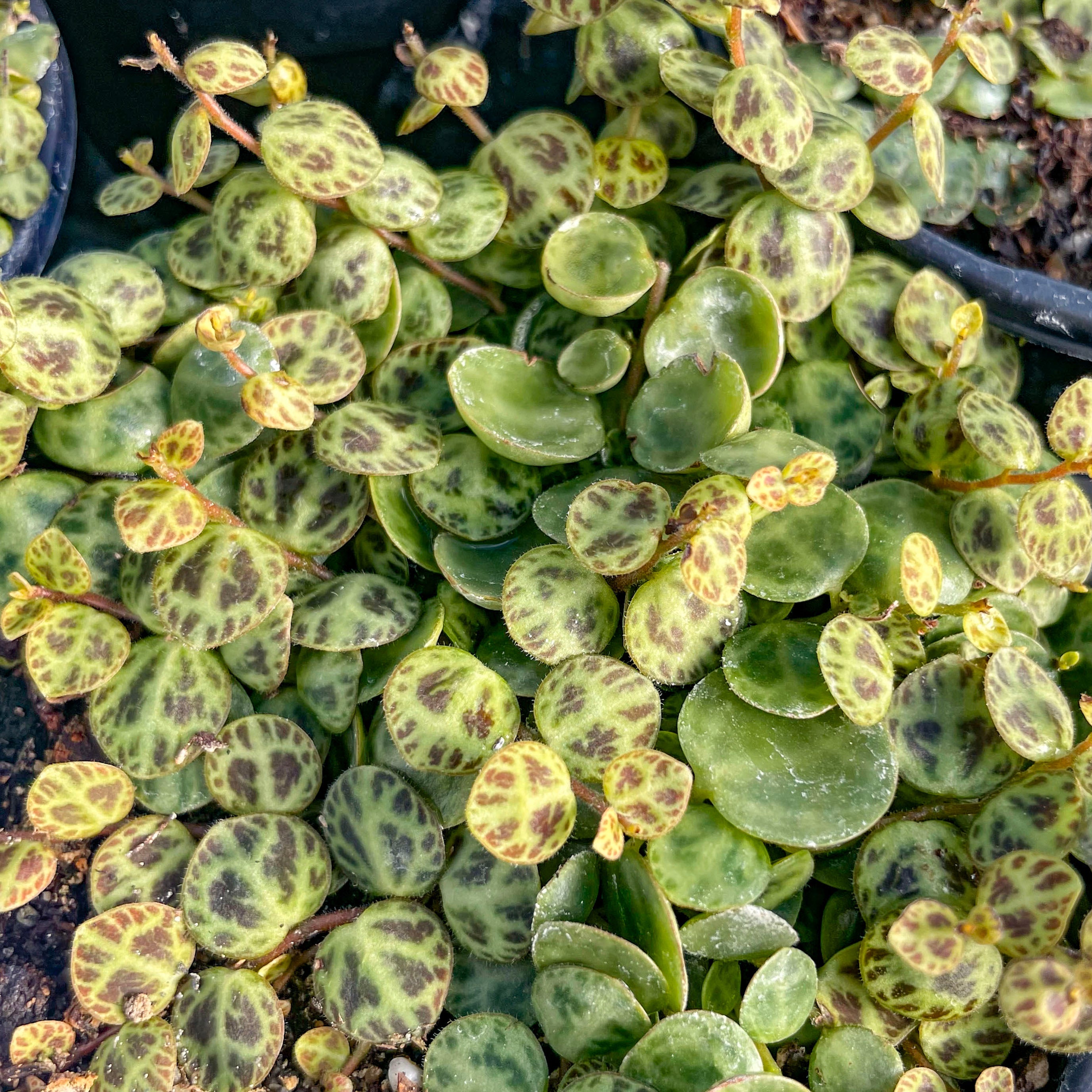 succulent string of turtles Peperomia prostrata