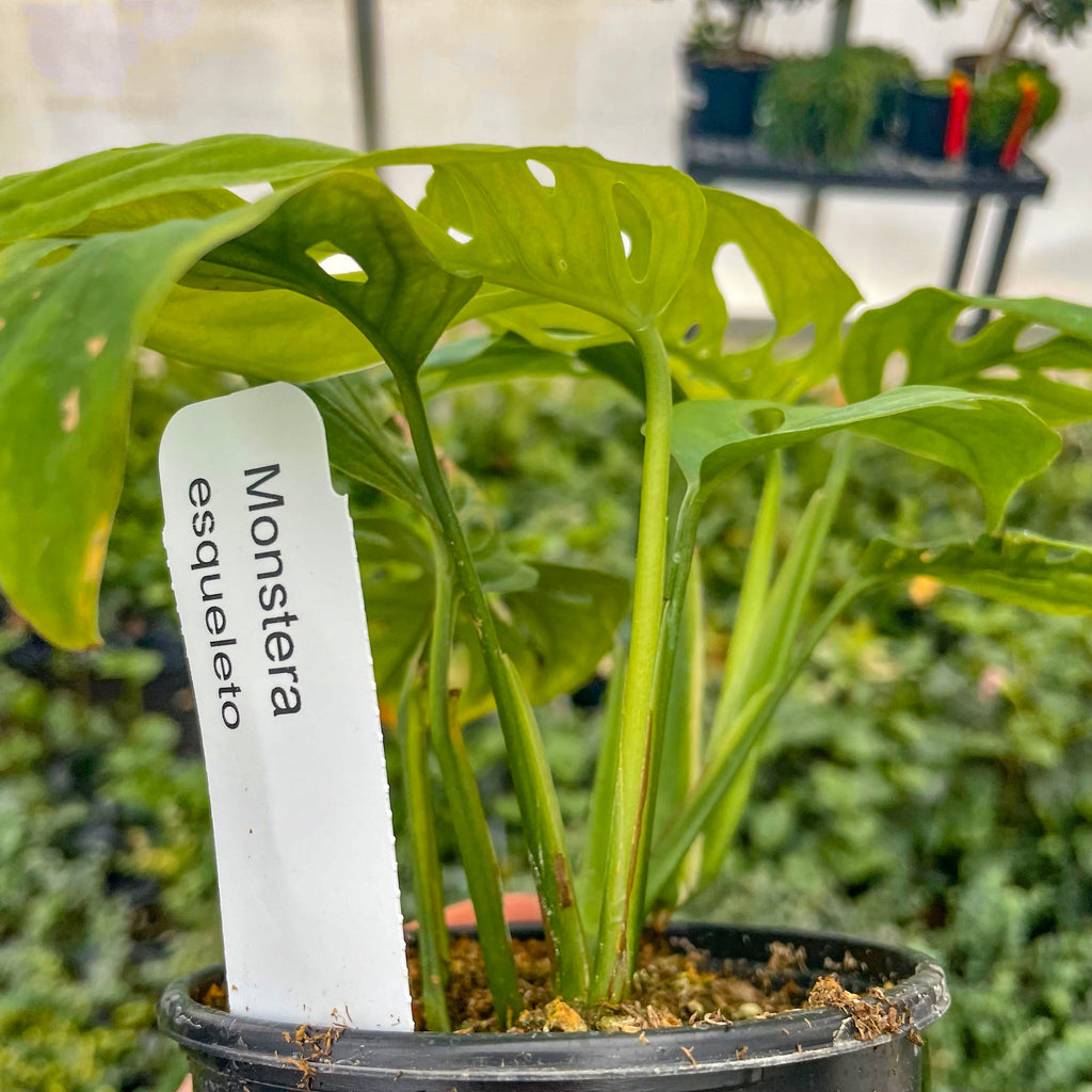 monstera esqueleto Monstera esqueleto – Southern Idaho Landscape Center