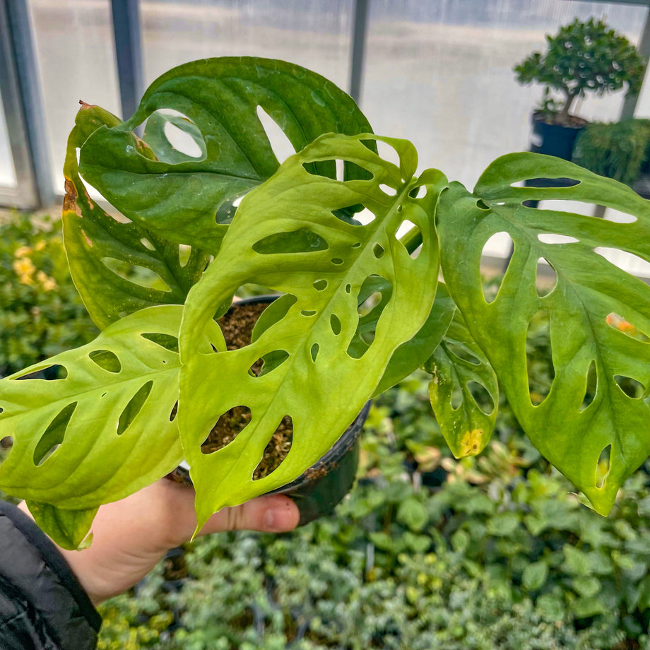Monstera esqueleto – Southern Idaho Landscape Center