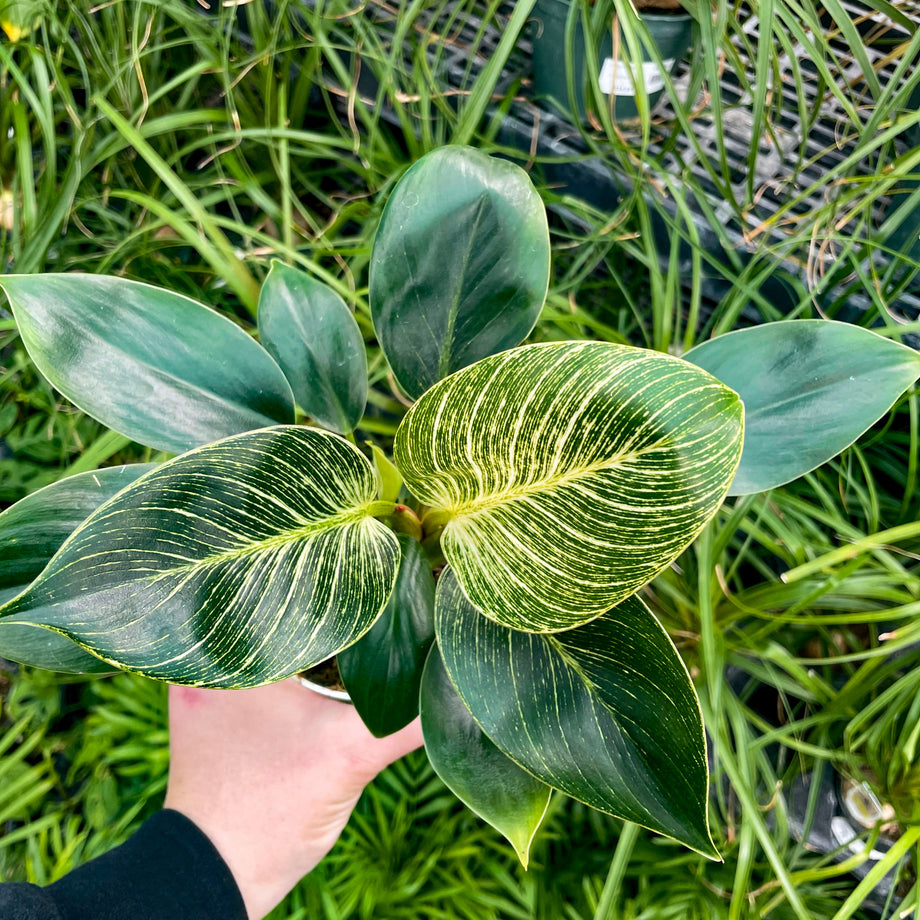 birken philodendron Birkin Philodendron, Houseplant – Southern Idaho Landscape Center