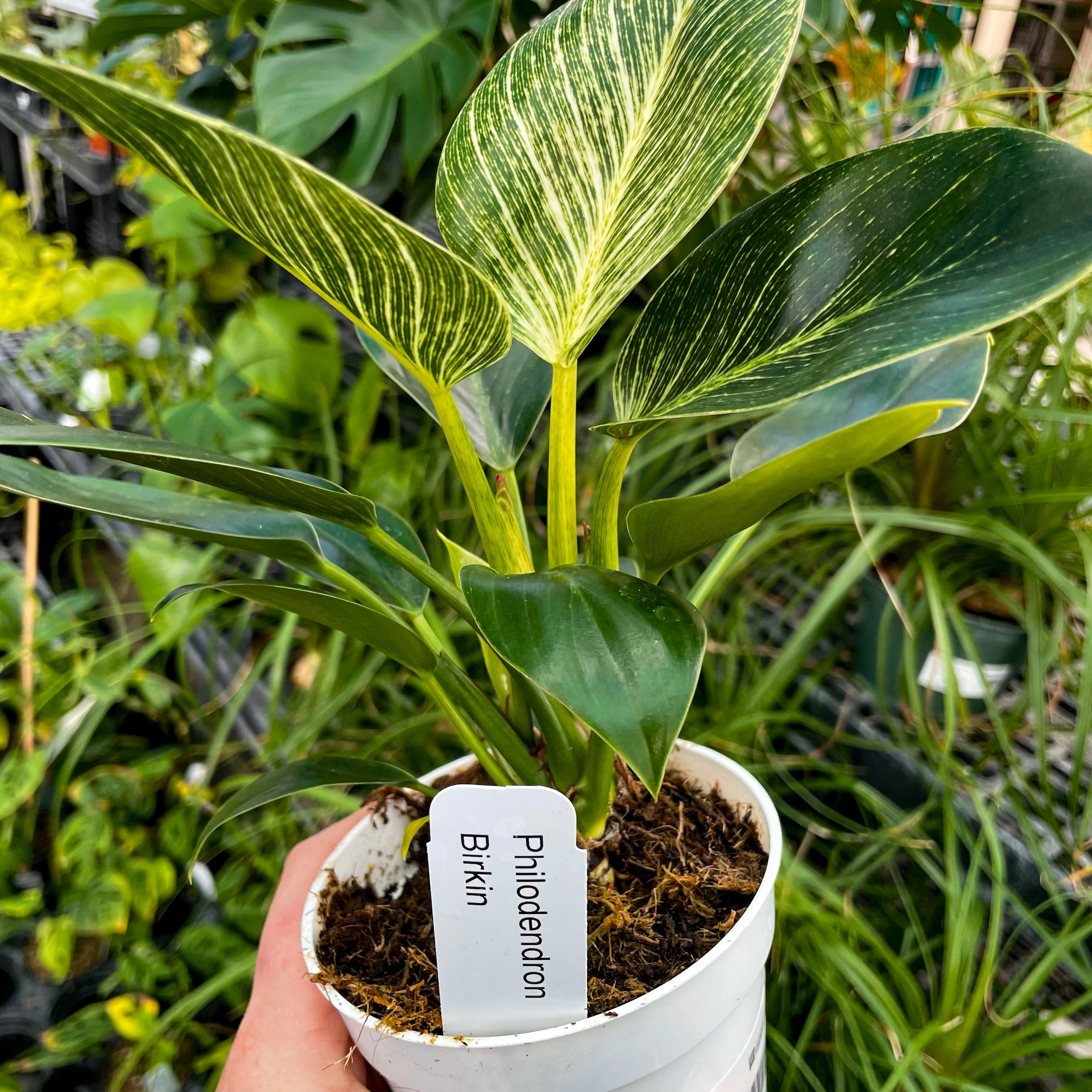 birkin philodendron Birkin Philodendron, Houseplant – Southern Idaho Landscape Center
