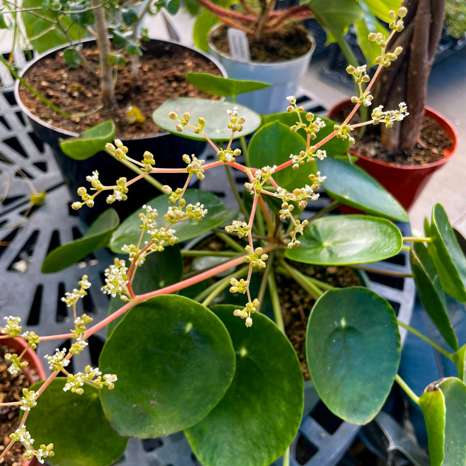 Pilea peperomioides