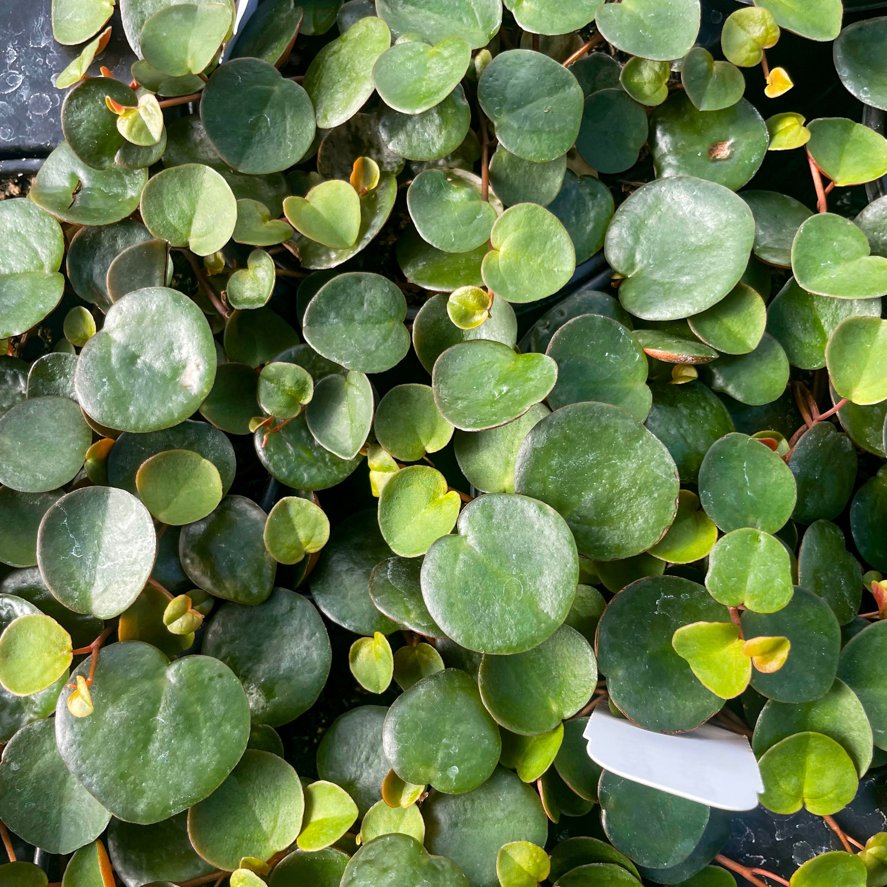 peperomia ruby cascade succulent plant Peperomia 'Ruby Cascade'
