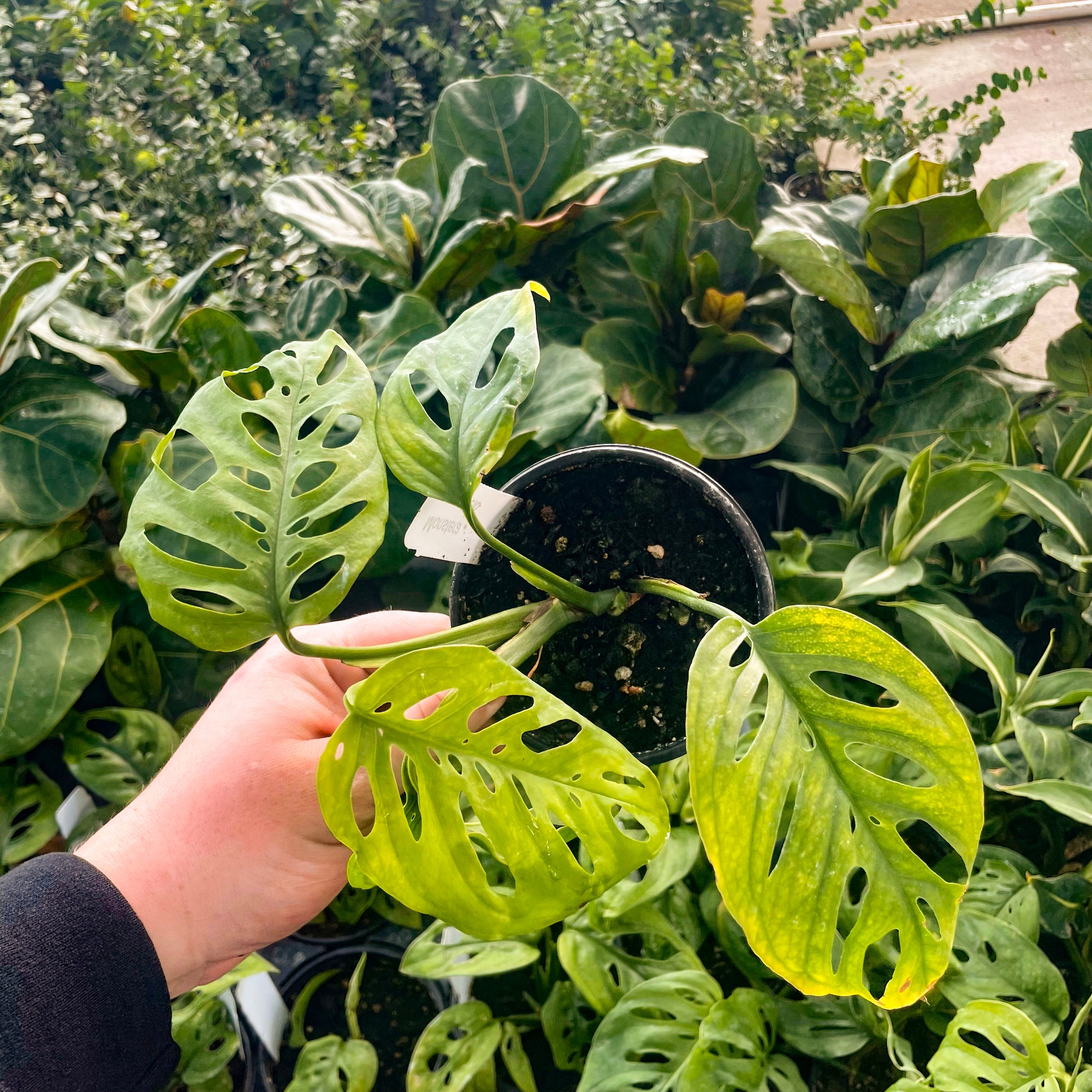 Monstera esqueleto – Southern Idaho Landscape Center