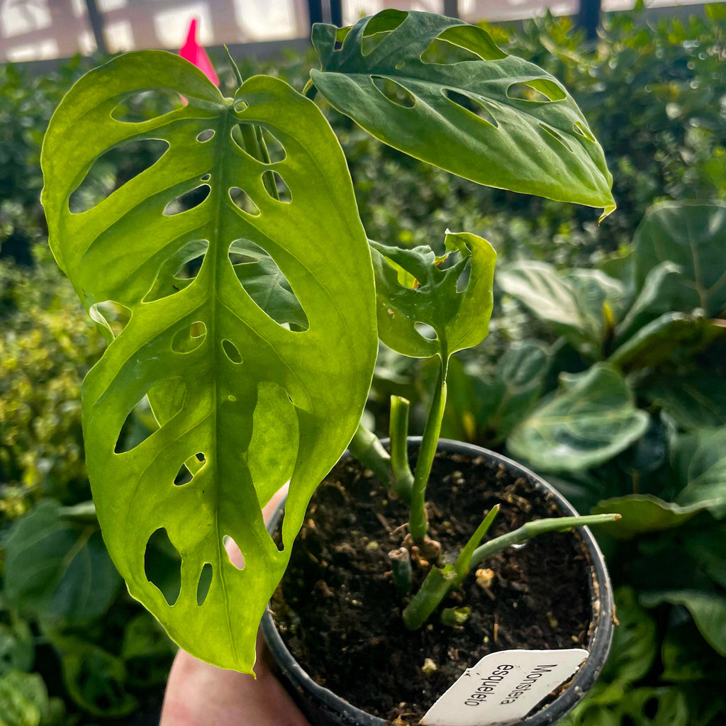 monstera esqueleto Monstera esqueleto – Southern Idaho Landscape Center