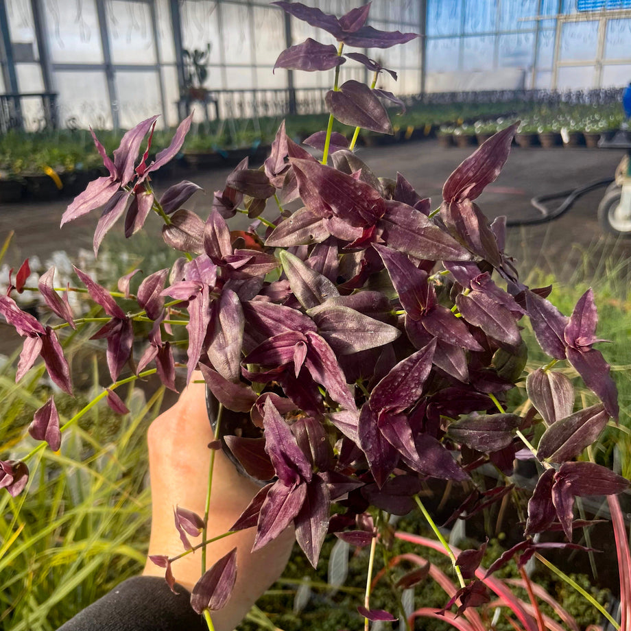 Tradescantia 'Purple Bridal Veil' – Southern Idaho Landscape Center