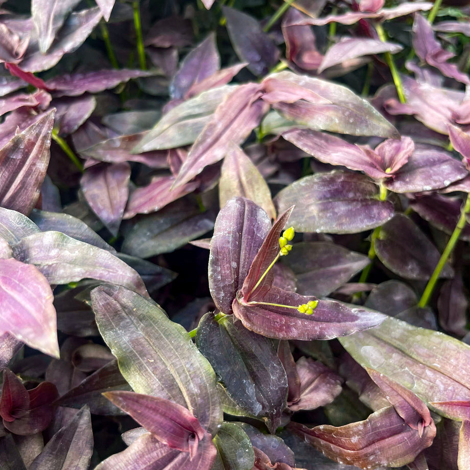 297★train鉢purple モルタル雑貨　（お任せ植物付き）377 Tradescantia 'Purple Bridal Veil' – Southern Idaho Landscape Center
