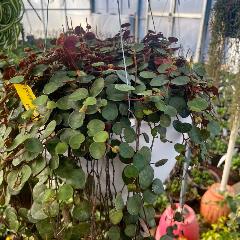 Peperomia ruby cascade Live Succulent Growing in 6 Inch