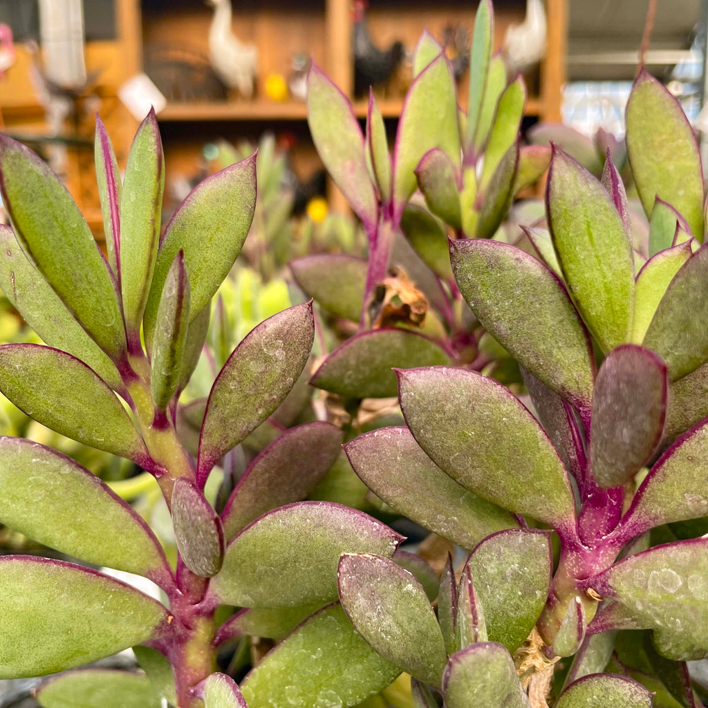 lavender steps succulent Senecio crassissimus (Lavender Steps / Propeller Plant)